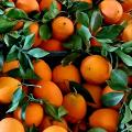 Organic Oranges