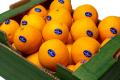 Organic Oranges